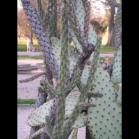 Cylindropuntia Kleiniae (Cactacees) (S-O USA, Mexique) & Opuntia Linguiformis (Cactacees) (2)